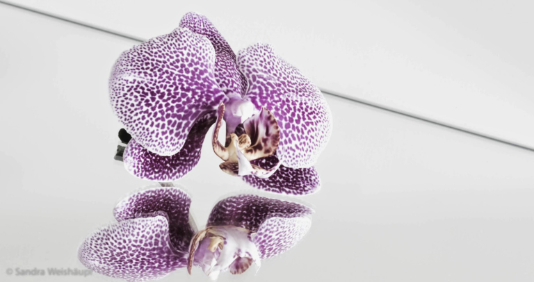 Orchidee am Spiegel
