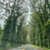 The Tree Tunnel