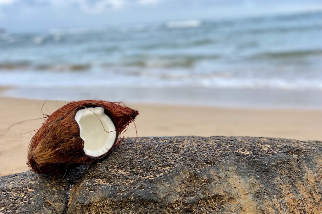 Coconut - Lydgate Beach