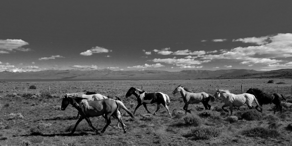Pferde in Argentinien