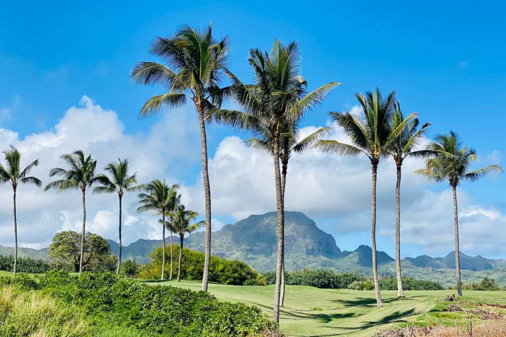 Landschaft mit Palmen Kauai, Hawaii